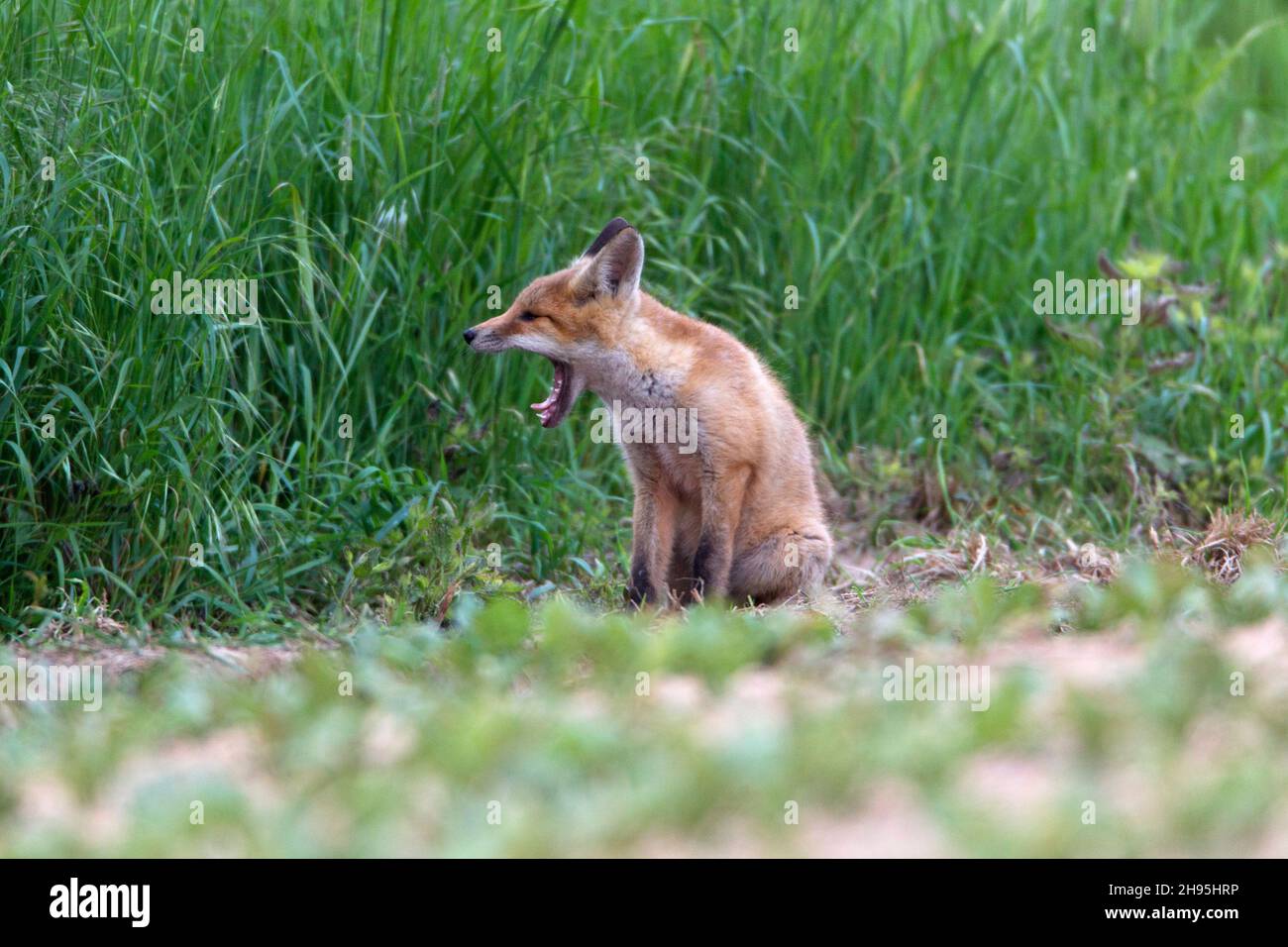Volpe rossa europea (Vulpes vulpes), a bordo di campo, imbardata, bassa Sassonia, Germania Foto Stock