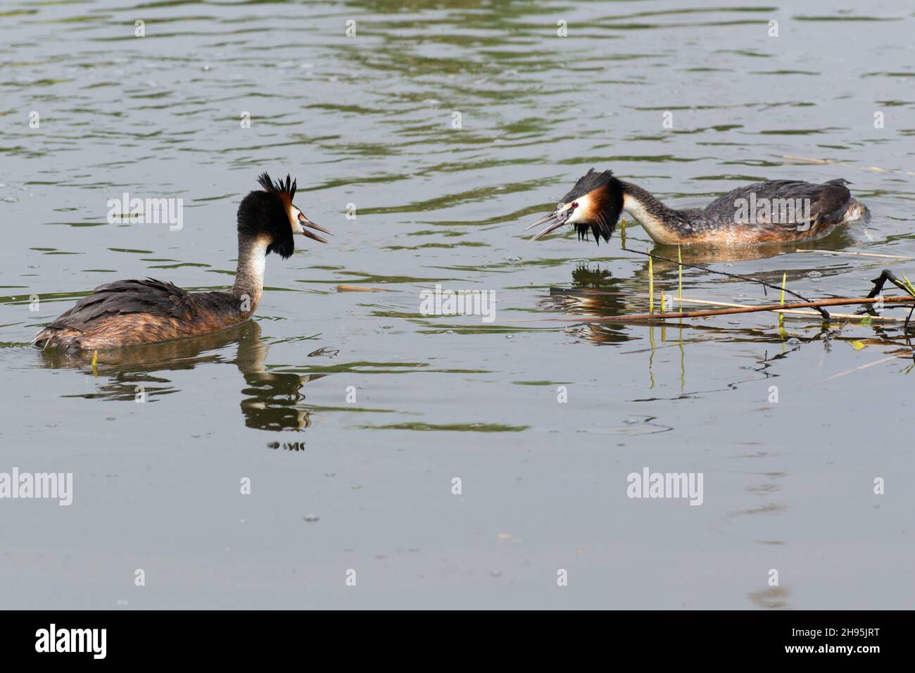 Grande avidità crestata, (Podiceps critica), due maschi rivali in disputa territoriale, sul lago, bassa Sassonia, Germania Foto Stock