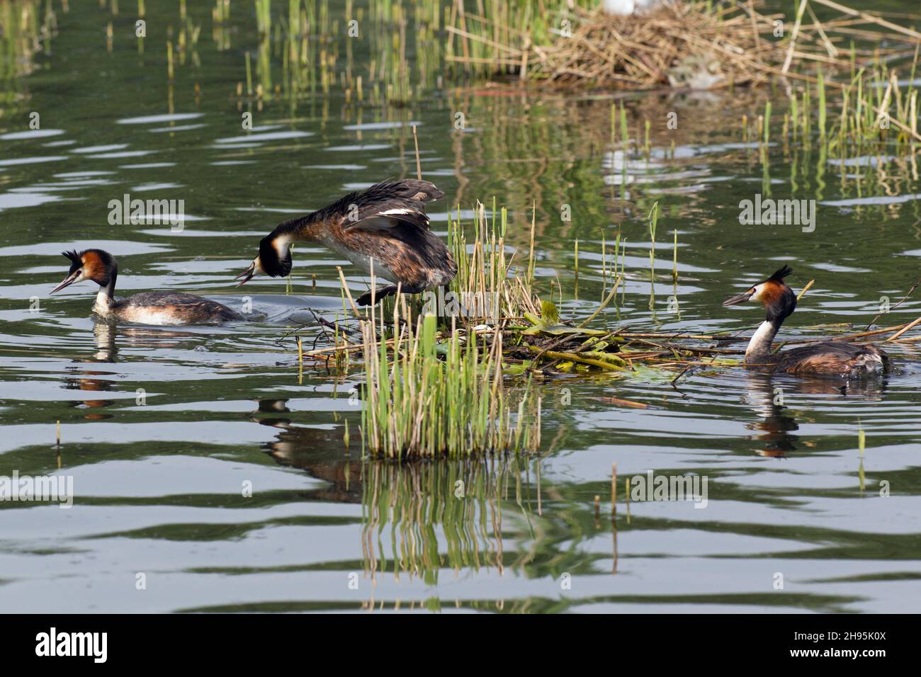 Grande avidità crestata, (Podiceps critica), femmina che si affondo all'intruso, difendendo il suo nido, sul lago, bassa Sassonia, Germania Foto Stock