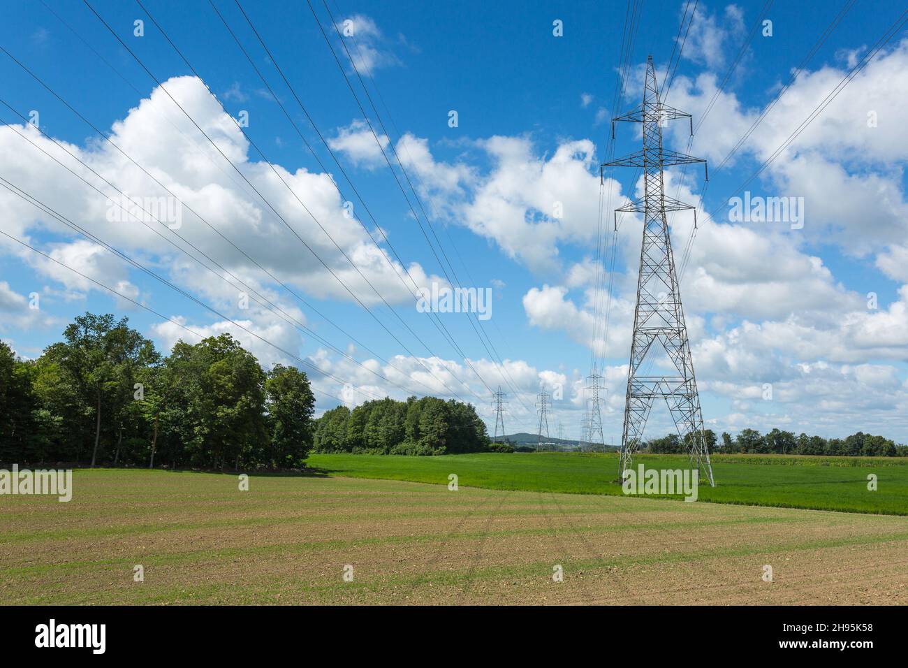 Pali elettrici con fili elettrici installati in un campo e andare all'orizzonte Foto Stock