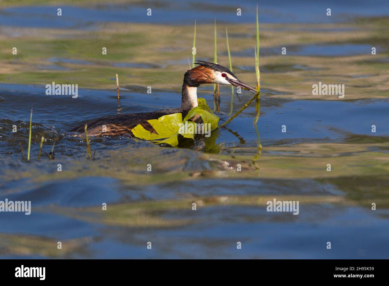 Grande grasso crestato, (Podiceps cristatus), trasporto nido materiale per nidificare, sul lago, bassa Sassonia, Germania Foto Stock