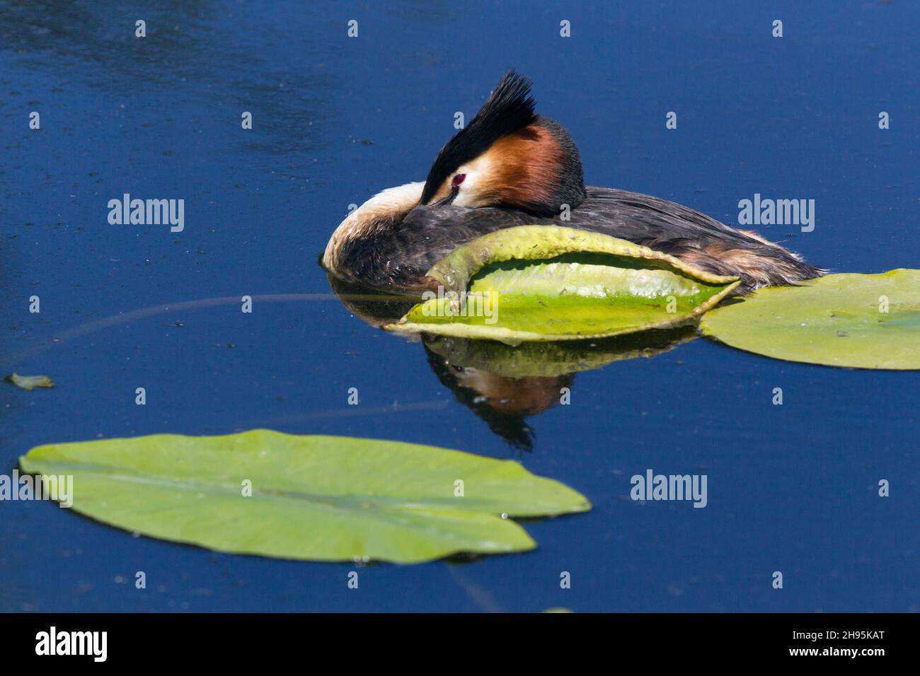 Grande grasso crestato, (Podiceps cristatus), adulto che riposa con il disegno di legge nascosto in piume, sul lago, bassa Sassonia, Germania Foto Stock