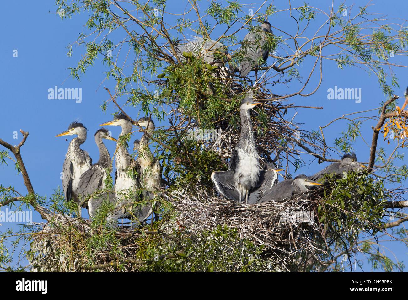 Grey Heron (Ardea cinerea), giovani uccelli su nidi al rookery, uno prendere il sole, bassa Sassonia, Germania Foto Stock