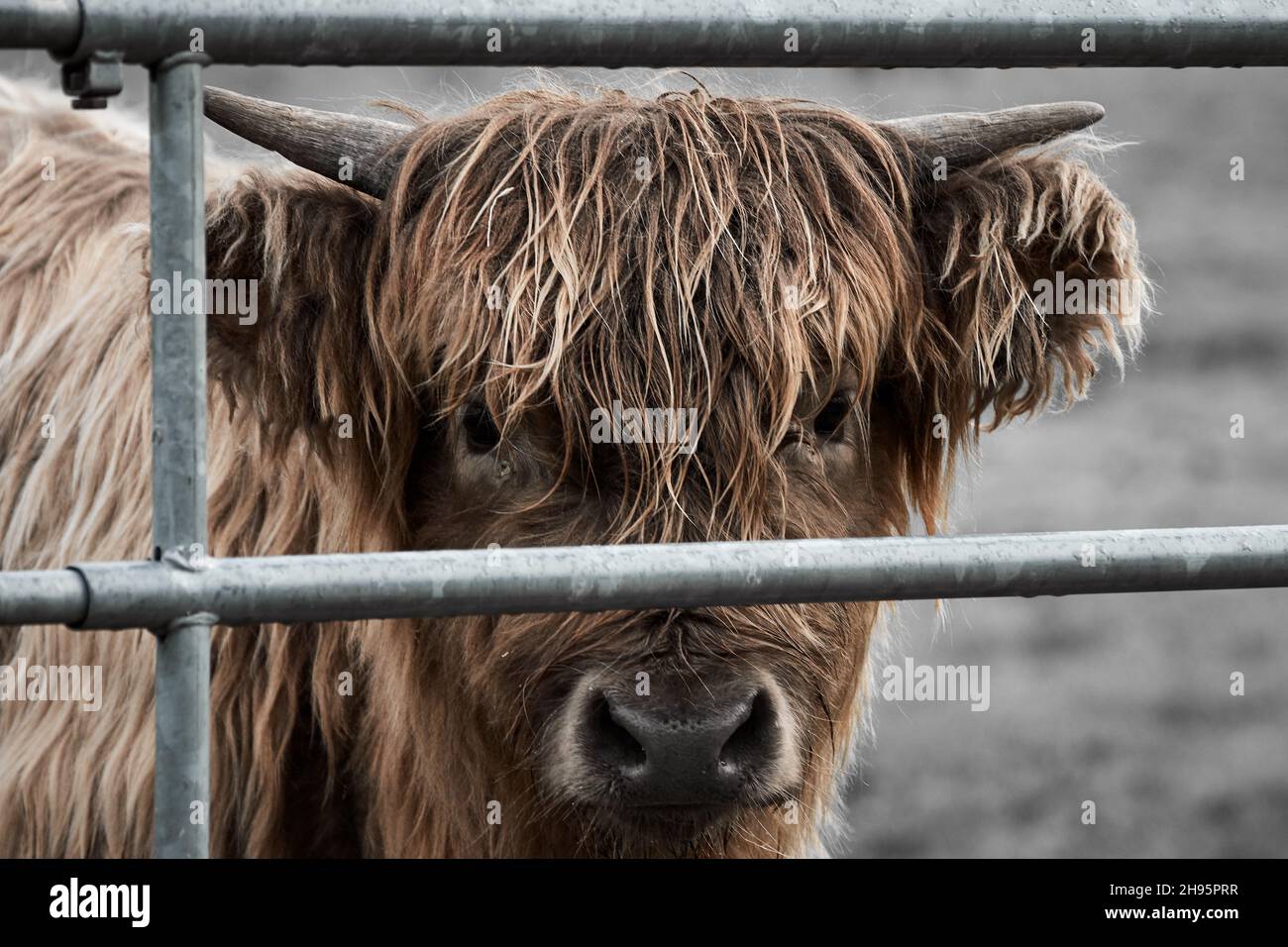 Primo piano di un giovane vitello delle mucche delle Highland dietro le barre metalliche guardando la fotocamera. Foto Stock