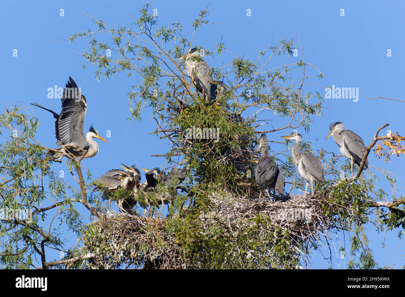 Gray Heron, (Ardea cinerea), Rookery con uccelli adulti e giovani ai nidi, bassa Sassonia, Germania Foto Stock