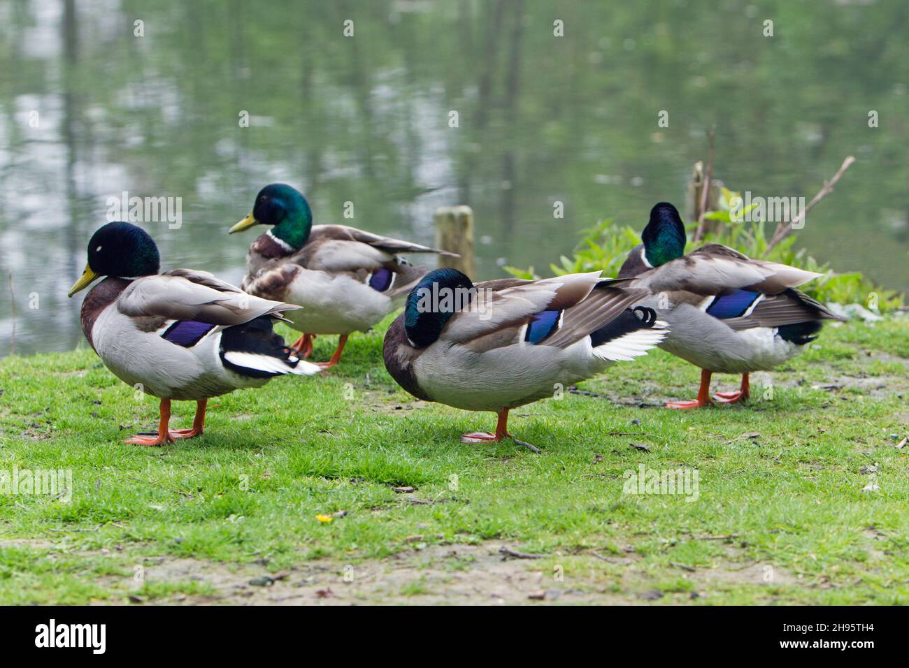 Mallard, (Anas platyrhynchos), quattro drappi poggianti sul lago, bassa Sassonia, Germania Foto Stock