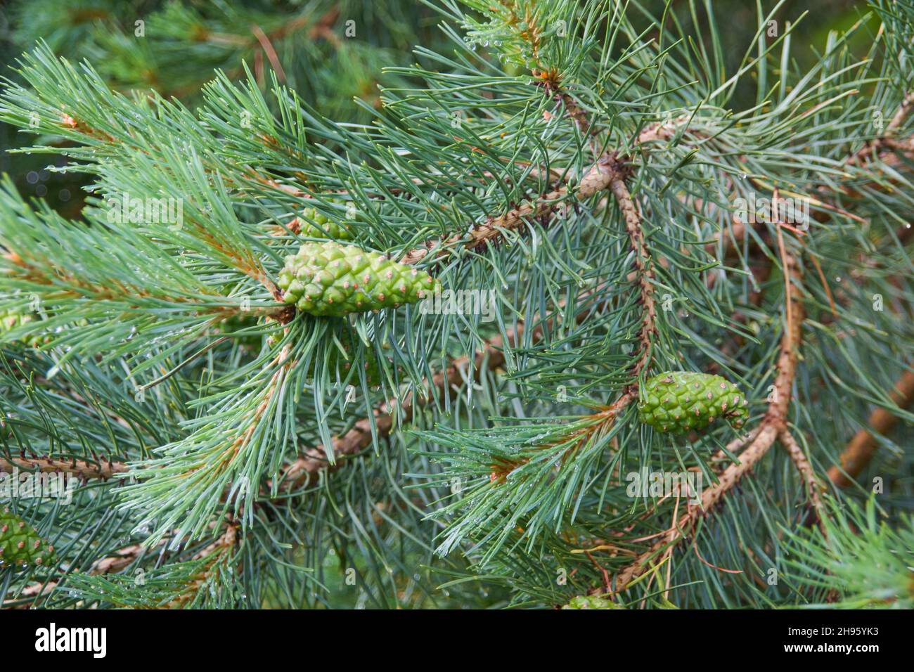 Astratto sfondo verde stagionale naturale con coni di pino giovani di Pino o Pinus Sylvestris con rorpe in foresta. Foto Stock