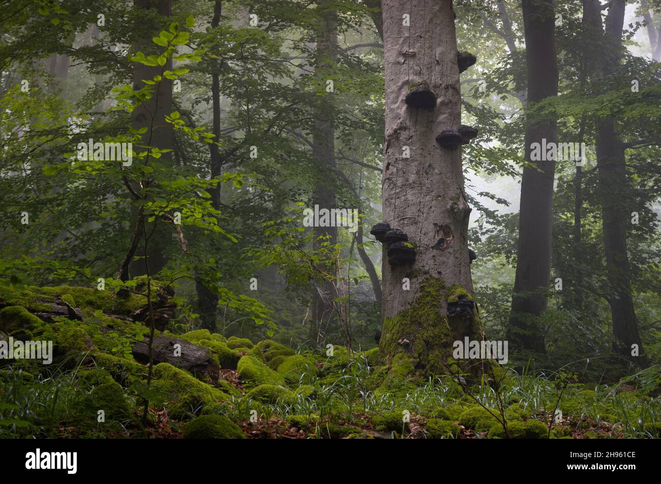 Funghi trunk albero in nebbia foresta mistica Foto Stock