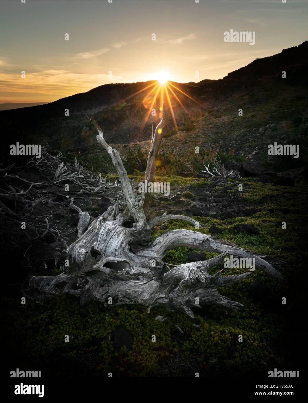 WA20497-00....WASHINGTON - Tramonto con gli alberi morti sbiancati di età all'High Camp nel Mount Adams Wilderness, Gifford Pinchot National Forest. Foto Stock