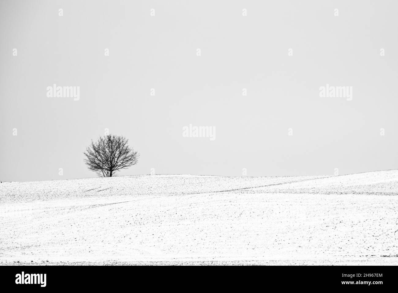 Lonesome albero in un bianco paesaggio invernale e bassa temperatura Foto Stock