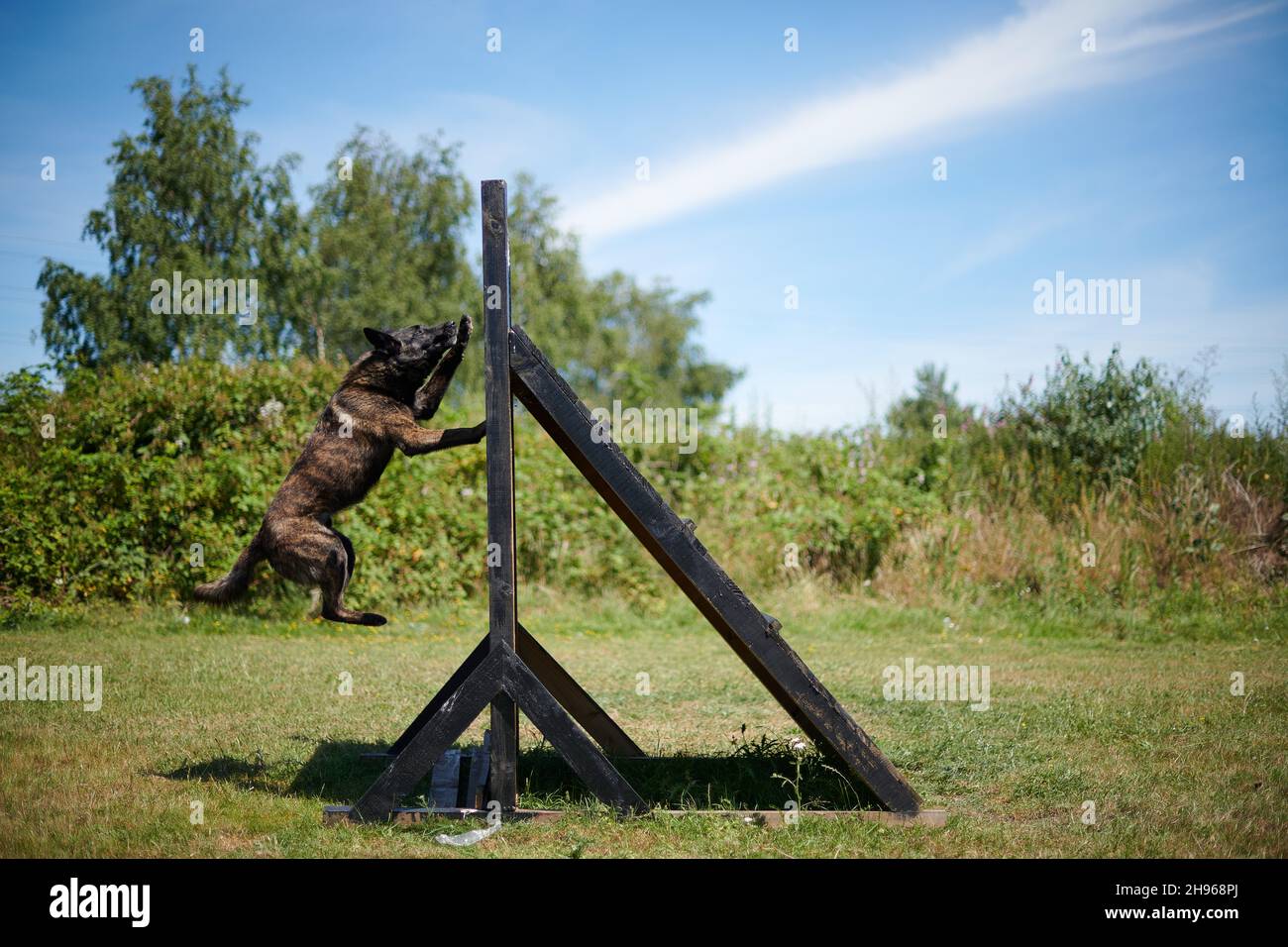 Addestramento di agilità Malinois belga Foto Stock