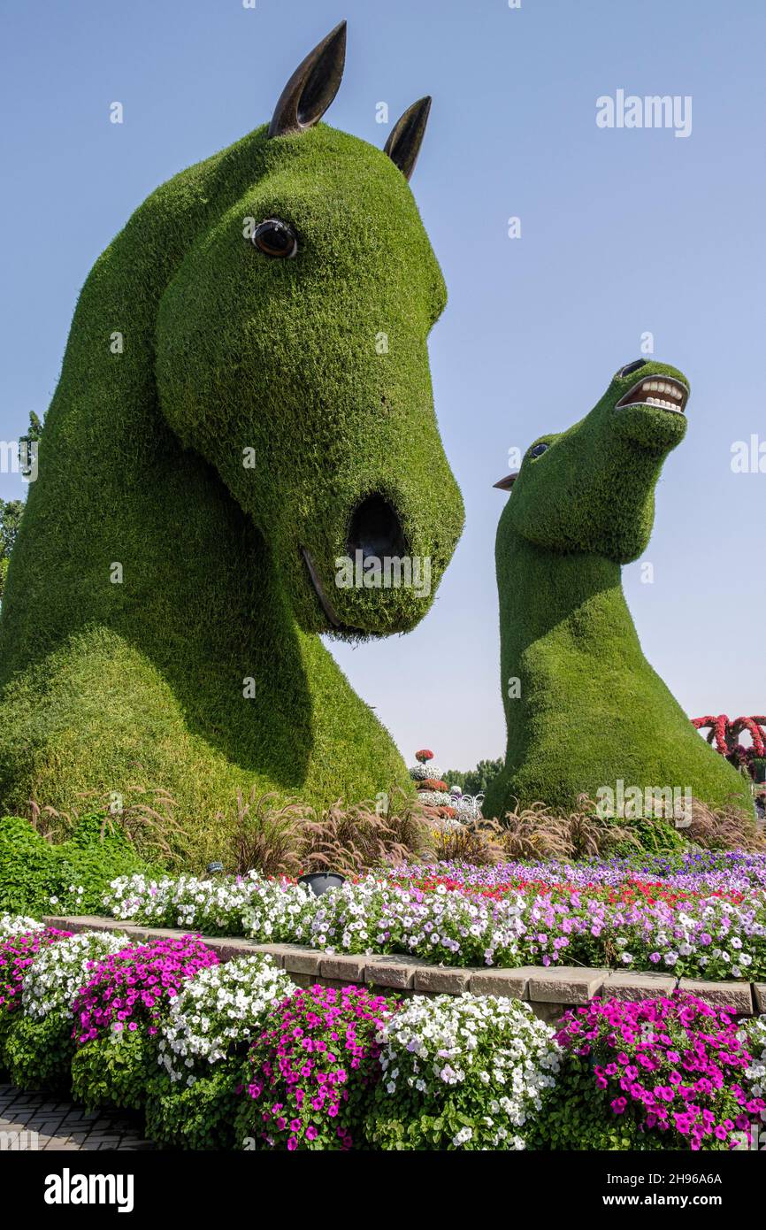 Gigantesche sculture di cavalli ricoperte di piante nel Dubai Miracle Garden Foto Stock