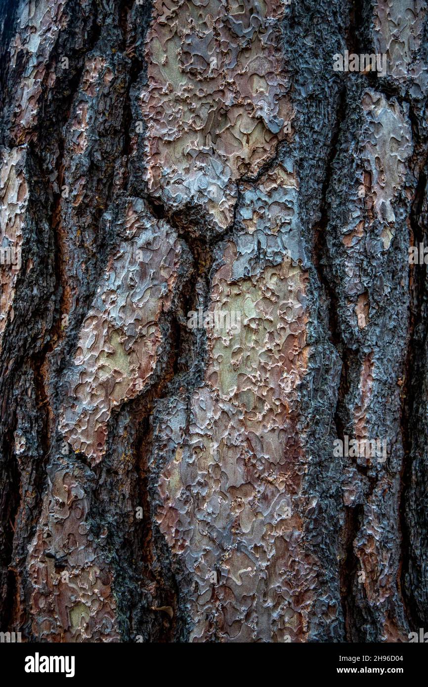 Ponderosa Pine nella Yosemite Valley, California. Foto Stock