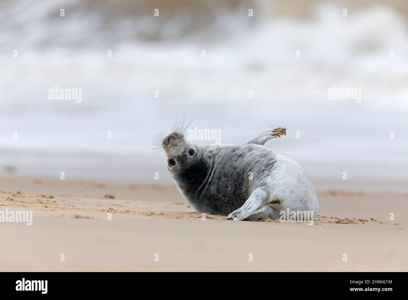 Gray Seal (Halichoerus grypus) un cucino di 1 mese che riposa sulla spiaggia, Horsey, Norfolk, Inghilterra, gennaio Foto Stock