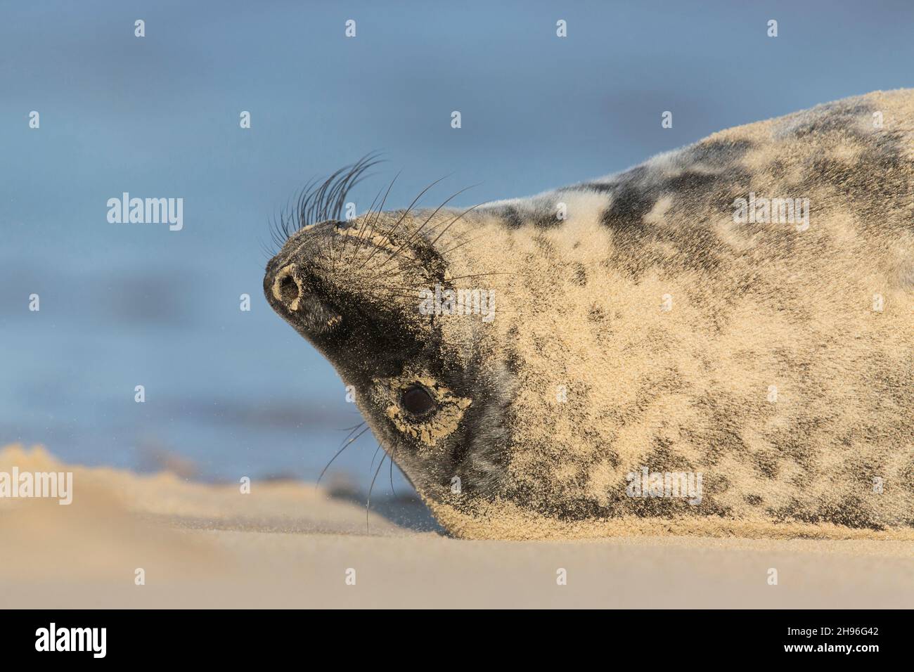 Gray Seal (Halichoerus grypus) cucciolone di 5-6 settimane che riposa sulla spiaggia, Horsey, Norfolk, Inghilterra, gennaio Foto Stock