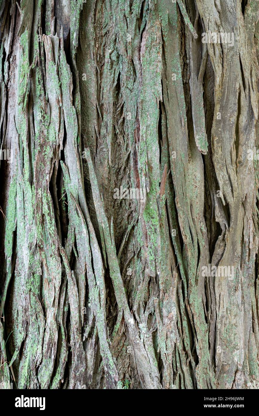 Shagbark hickory (Carya ovata), albero nativo, Stati Uniti orientali, di Dominique Braud/Dembinsky Photo Assoc Foto Stock