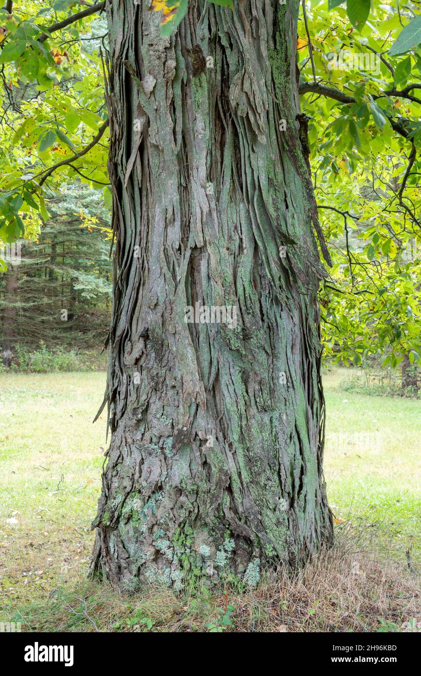 Shagbark hickory (Carya ovata), albero nativo, Stati Uniti orientali, di Dominique Braud/Dembinsky Photo Assoc Foto Stock