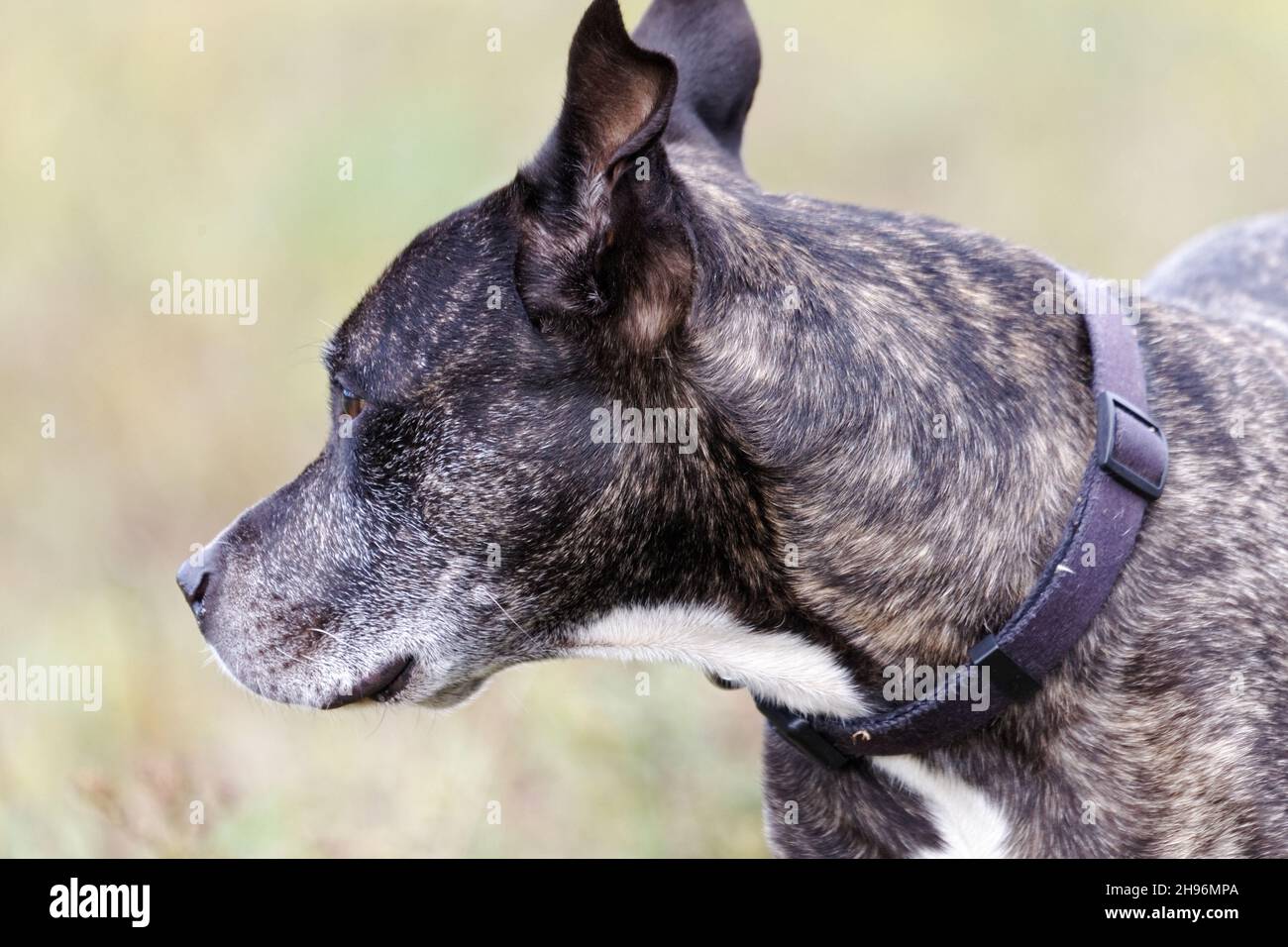 Un colore brindle Pit bull tipo cane. Quebec, Canada Foto Stock