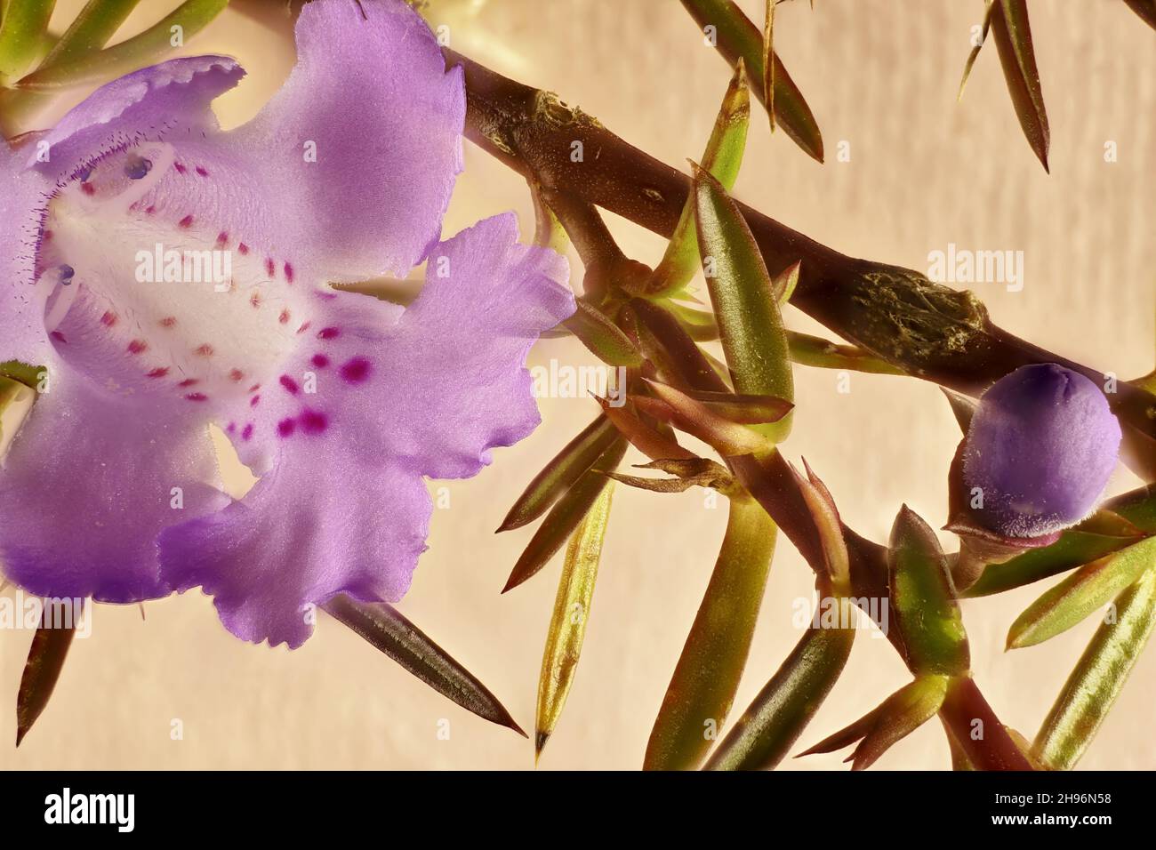 Super macro vista di Snake Bush (Hemiandra pungens) fiore e gambo, pianta nativa australiana Foto Stock