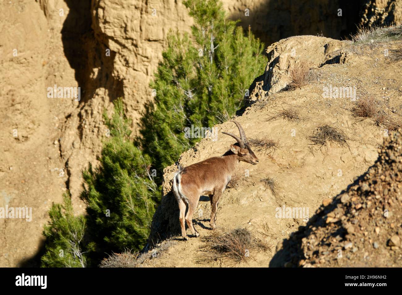 Giovane stambecco maschio (Capra pirenaica) che cammina attraverso le terre di Marchal, Granada (Spagna) Foto Stock