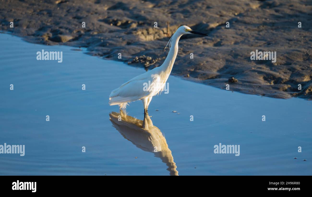 Eastern Great Egret - Ardea Ardeidae modesta Foto Stock