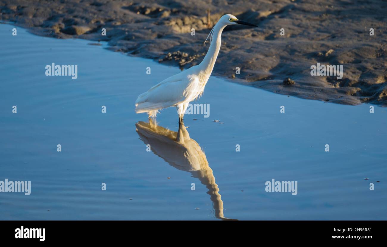 Eastern Great Egret - Ardea Ardeidae modesta Foto Stock