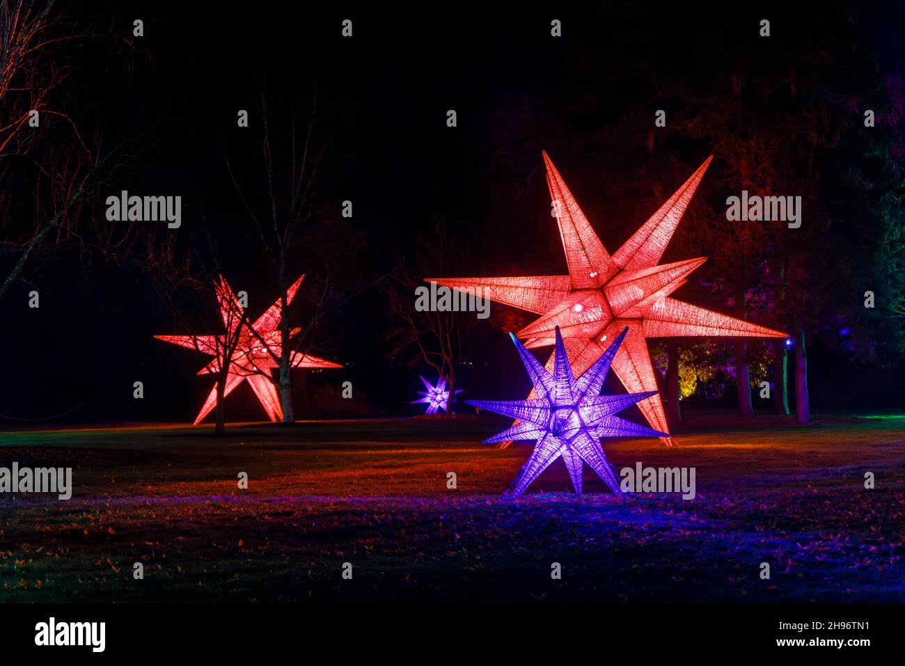 Grandi stelle illuminate di rosso e blu al Glow 2021, l'evento annuale di illuminazione natalizia al RHS Garden, Wisley, Woking, Surrey Foto Stock