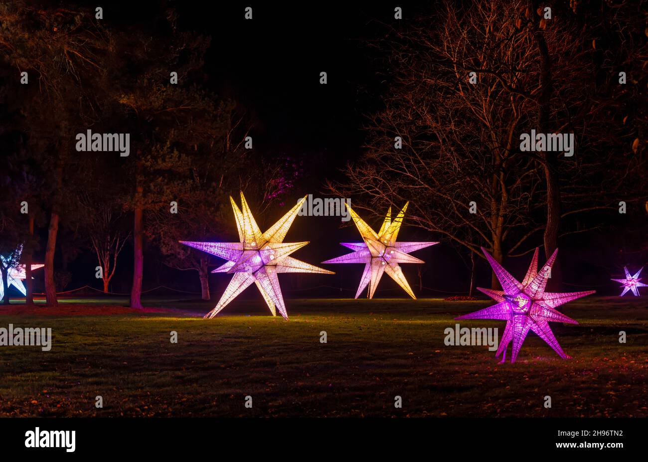 Stelle gialle e viola illuminate a Glow 2021, l'evento annuale di luci natalizie al RHS Garden, Wisley, Woking, Surrey Foto Stock