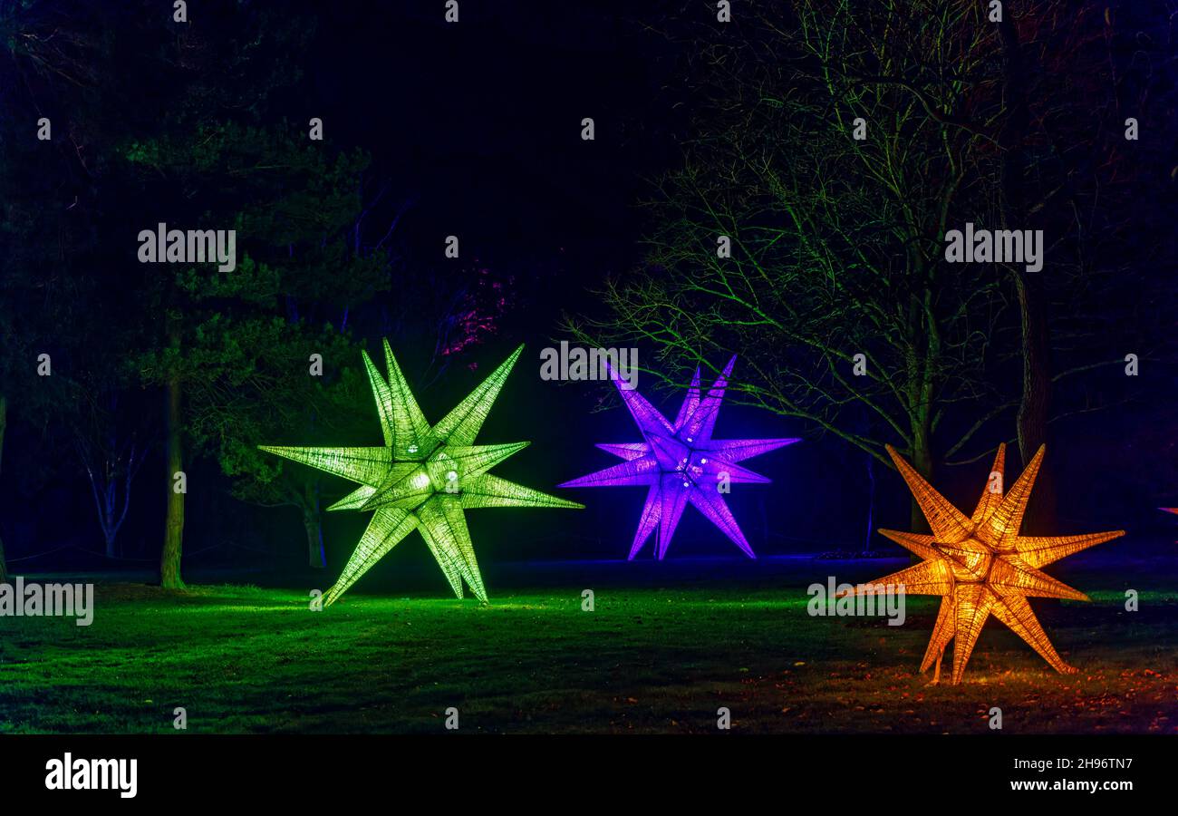 Grandi stelle illuminate multicolore al Glow 2021, l'evento annuale di luci natalizie al RHS Garden, Wisley, Woking, Surrey Foto Stock