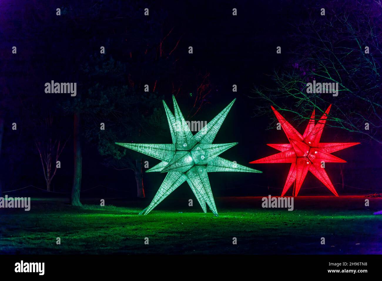 Grandi stelle illuminate di rosso e verde a Glow 2021, l'evento annuale di illuminazione natalizia al RHS Garden, Wisley, Woking, Surrey Foto Stock