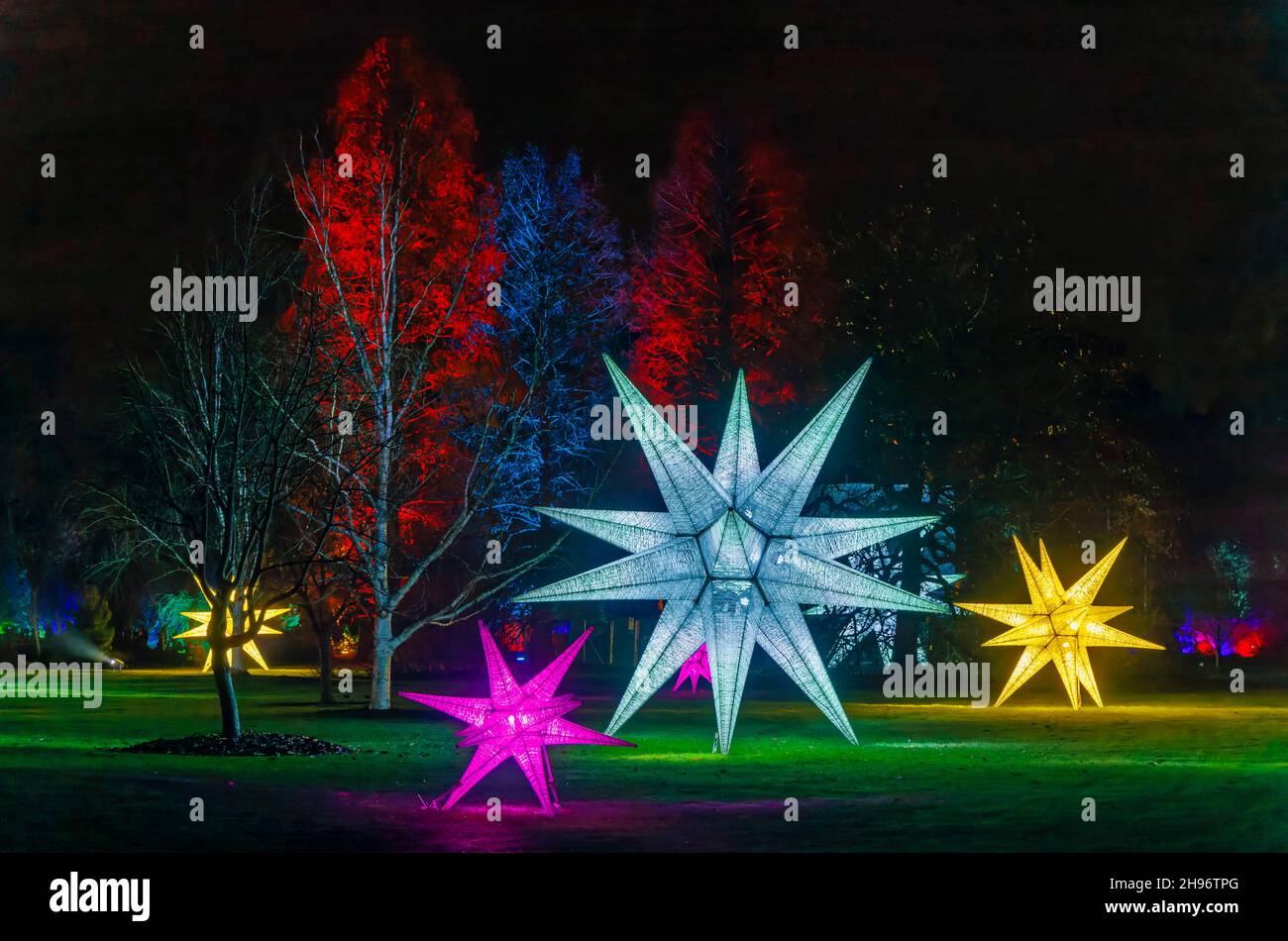Grandi stelle illuminate multicolore al Glow 2021, l'evento annuale di luci natalizie al RHS Garden, Wisley, Woking, Surrey Foto Stock