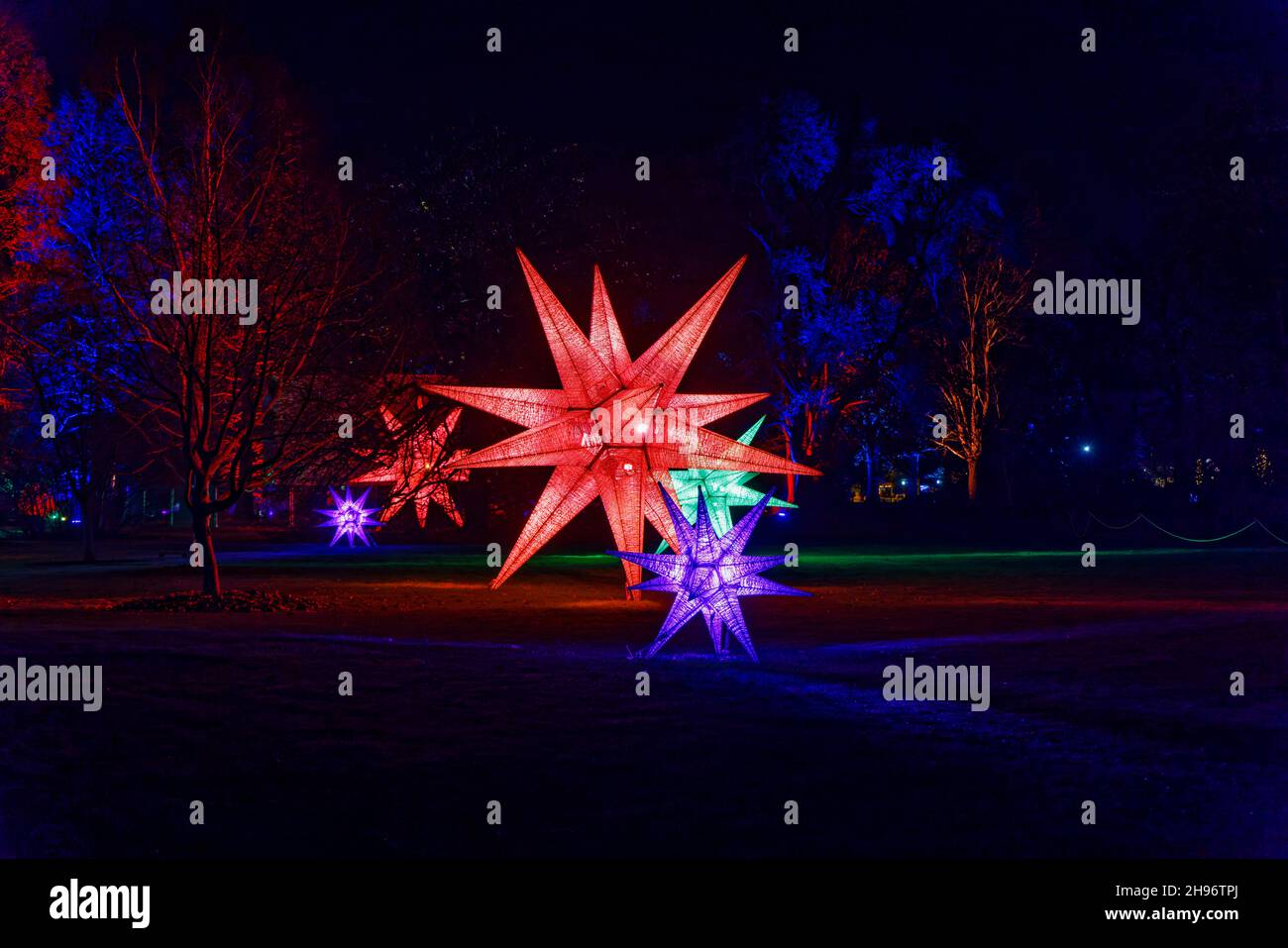 Grandi stelle illuminate multicolore al Glow 2021, l'evento annuale di luci natalizie al RHS Garden, Wisley, Woking, Surrey Foto Stock