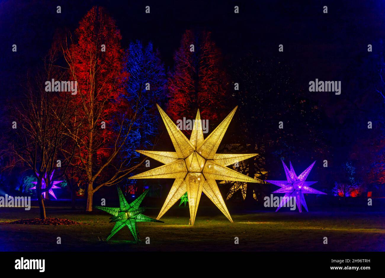 Grandi stelle illuminate multicolore al Glow 2021, l'evento annuale di luci natalizie al RHS Garden, Wisley, Woking, Surrey Foto Stock