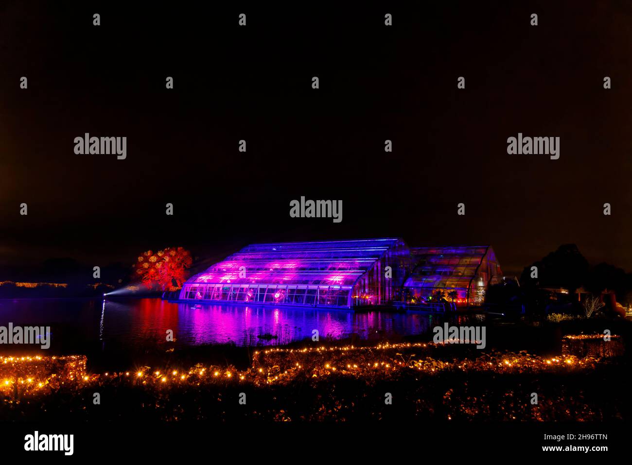 Il Glasshouse illuminato con luce rosa durante il Glow 2021, l'evento annuale di illuminazione natalizia al RHS Garden, Wisley, Woking, Surrey Foto Stock