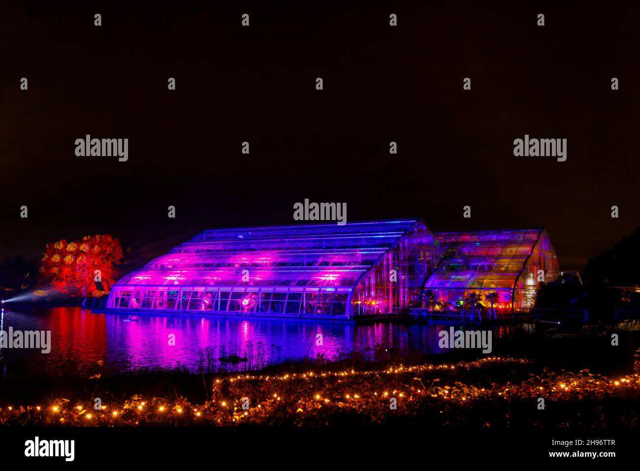 Il Glasshouse illuminato con luce rosa durante il Glow 2021, l'evento annuale di illuminazione natalizia al RHS Garden, Wisley, Woking, Surrey Foto Stock