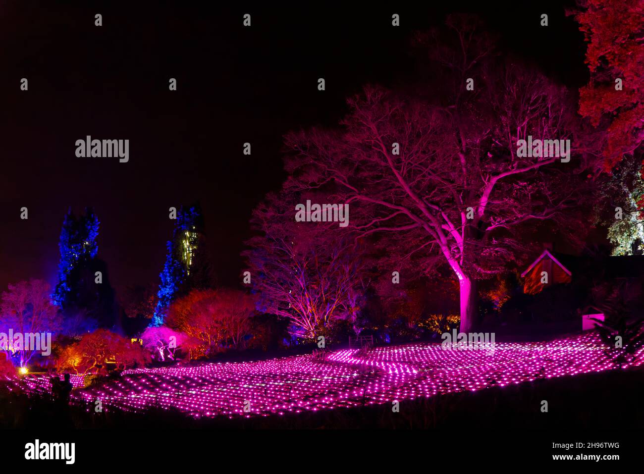 L'Alpine Meadow illuminato a Glow 2021, l'evento annuale di illuminazione natalizia al RHS Garden, Wisley, Woking, Surrey Foto Stock