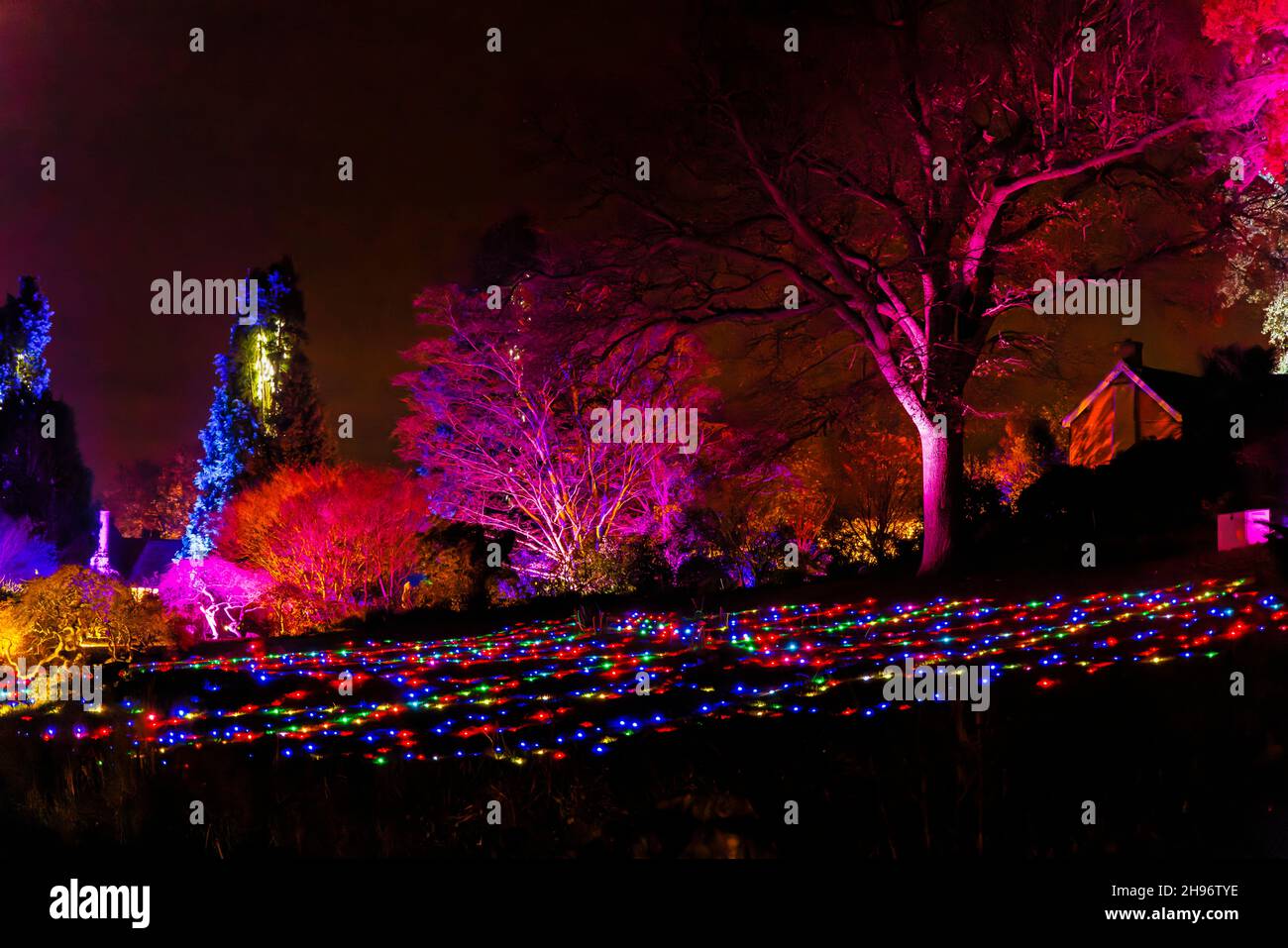 L'Alpine Meadow illuminato con luci colorate al Glow 2021, l'evento annuale di illuminazione natalizia al RHS Garden, Wisley, Woking, Surrey Foto Stock