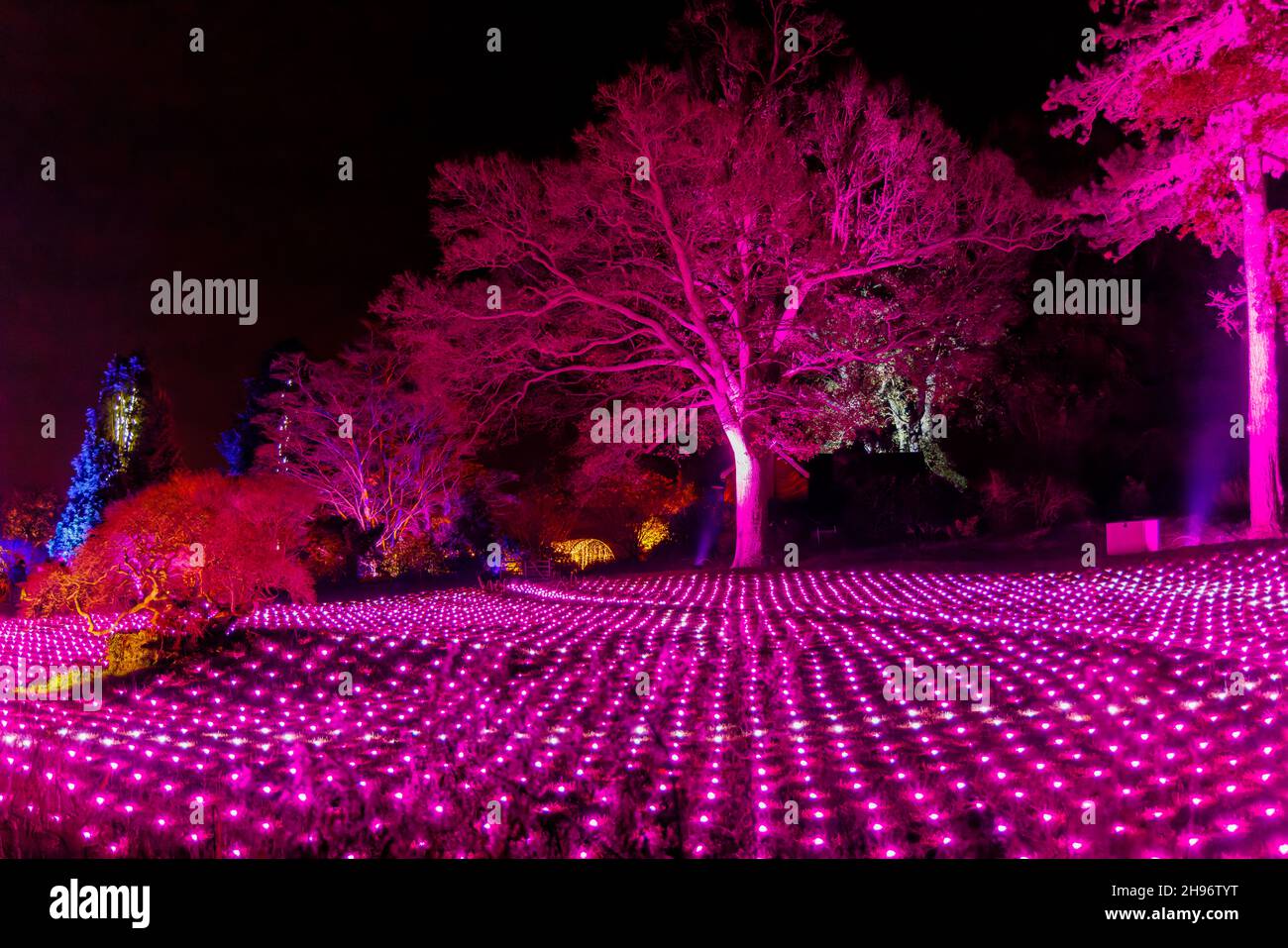 L'Alpine Meadow illuminato con luci rosa al Glow 2021, l'evento annuale di illuminazione natalizia al RHS Garden, Wisley, Woking, Surrey Foto Stock