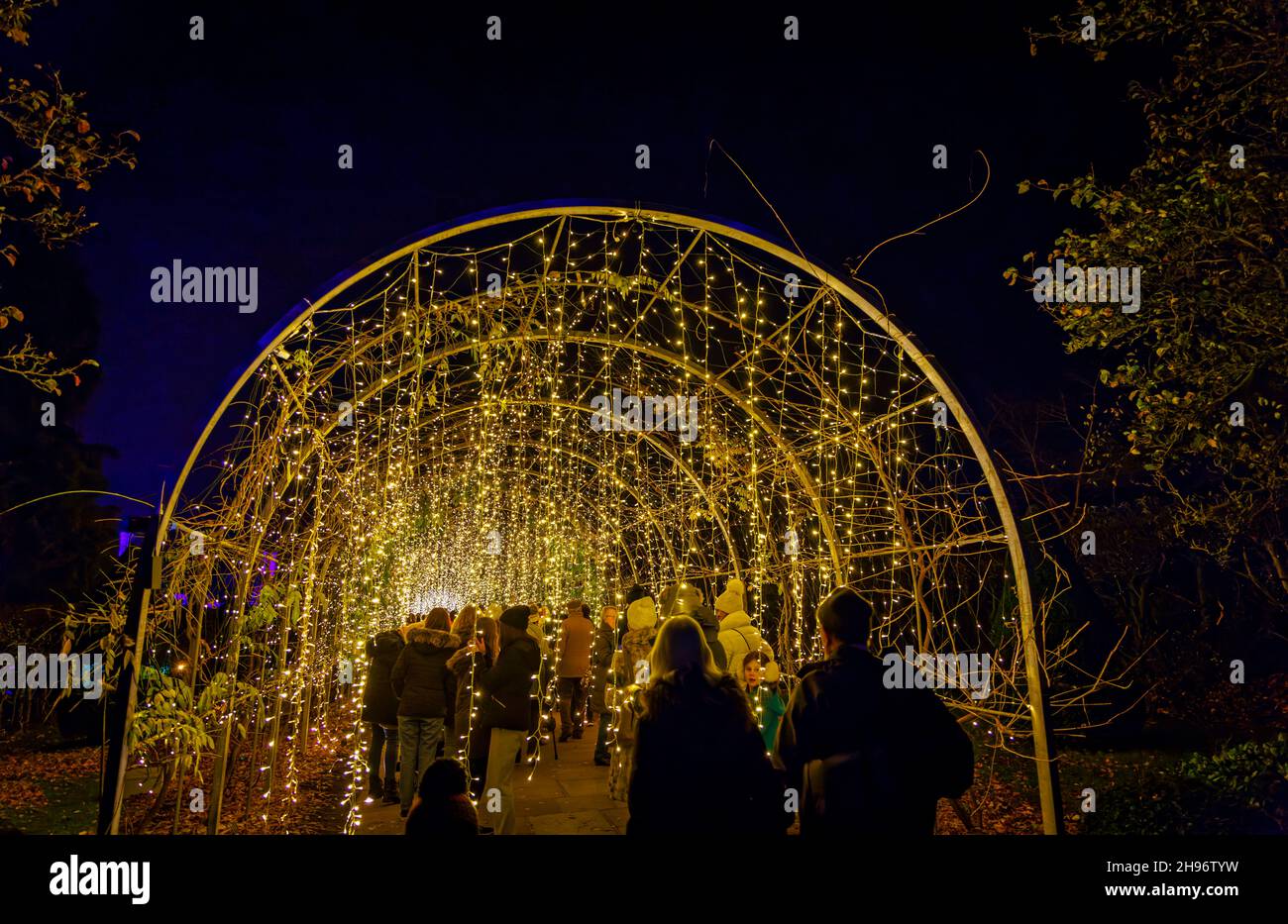 Arch con luci scintillanti al Glow 2021, l'evento annuale di luci natalizie al RHS Garden, Wisley, Woking, Surrey Foto Stock