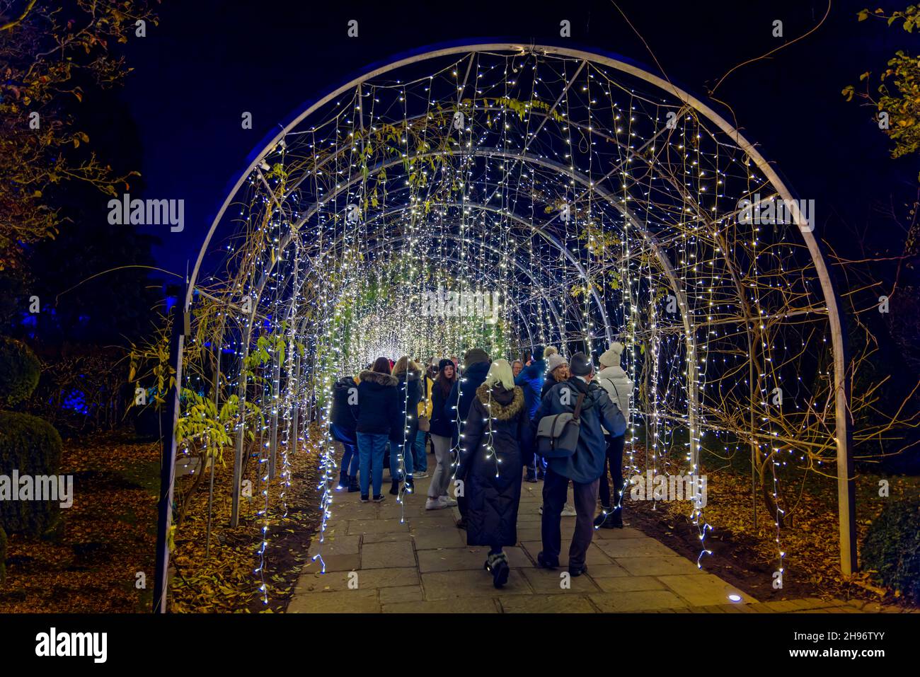 Arch con luci scintillanti al Glow 2021, l'evento annuale di luci natalizie al RHS Garden, Wisley, Woking, Surrey Foto Stock