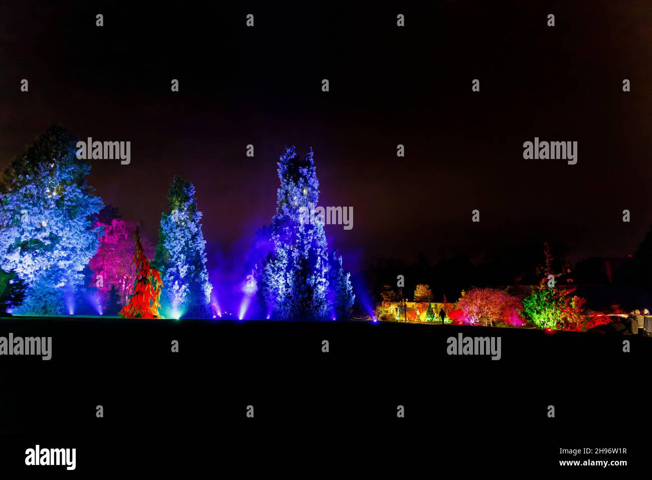 Blue illuminato alberi effetto neve a Glow 2021, l'evento annuale di luci natalizie al RHS Garden, Wisley, Woking, Surrey Foto Stock