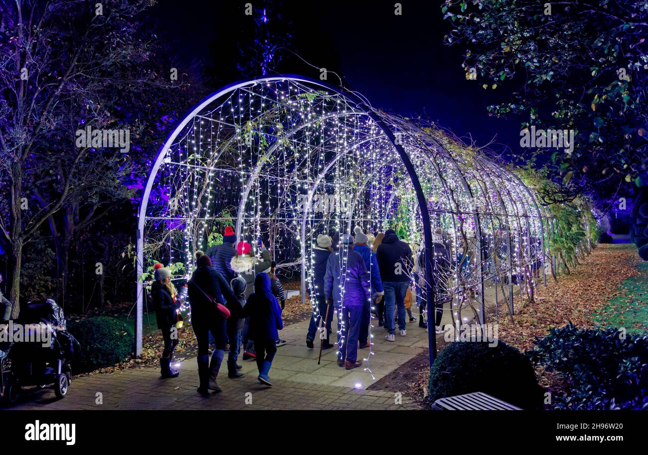 Arch con luci scintillanti al Glow 2021, l'evento annuale di luci natalizie al RHS Garden, Wisley, Woking, Surrey Foto Stock