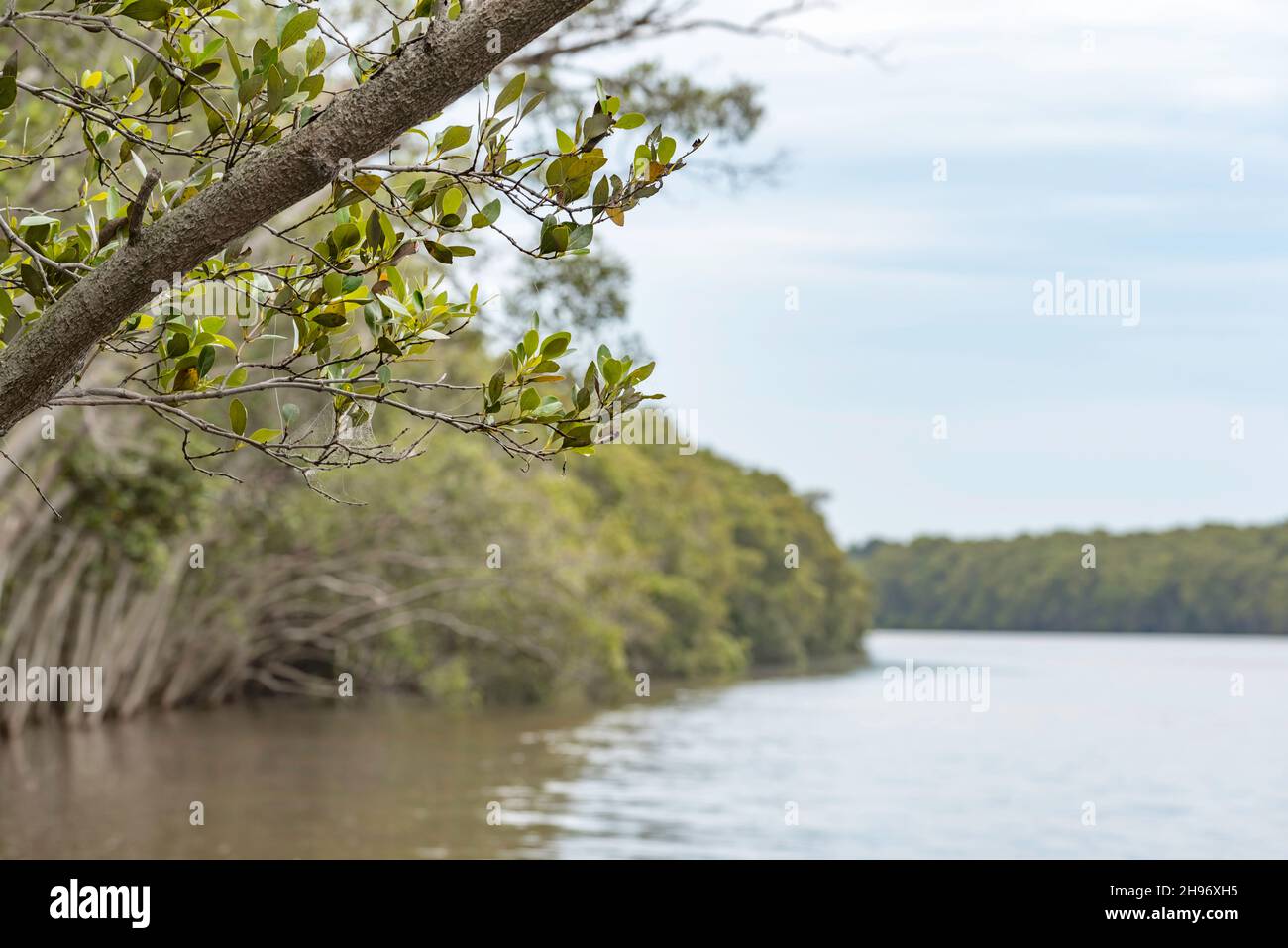 Alberi di mangrovie grigie (Avicennia marina varietà australasica) in alta marea sul fiume Lower Hunter vicino Hexham, Newcastle, nuovo Galles del Sud, Australia Foto Stock