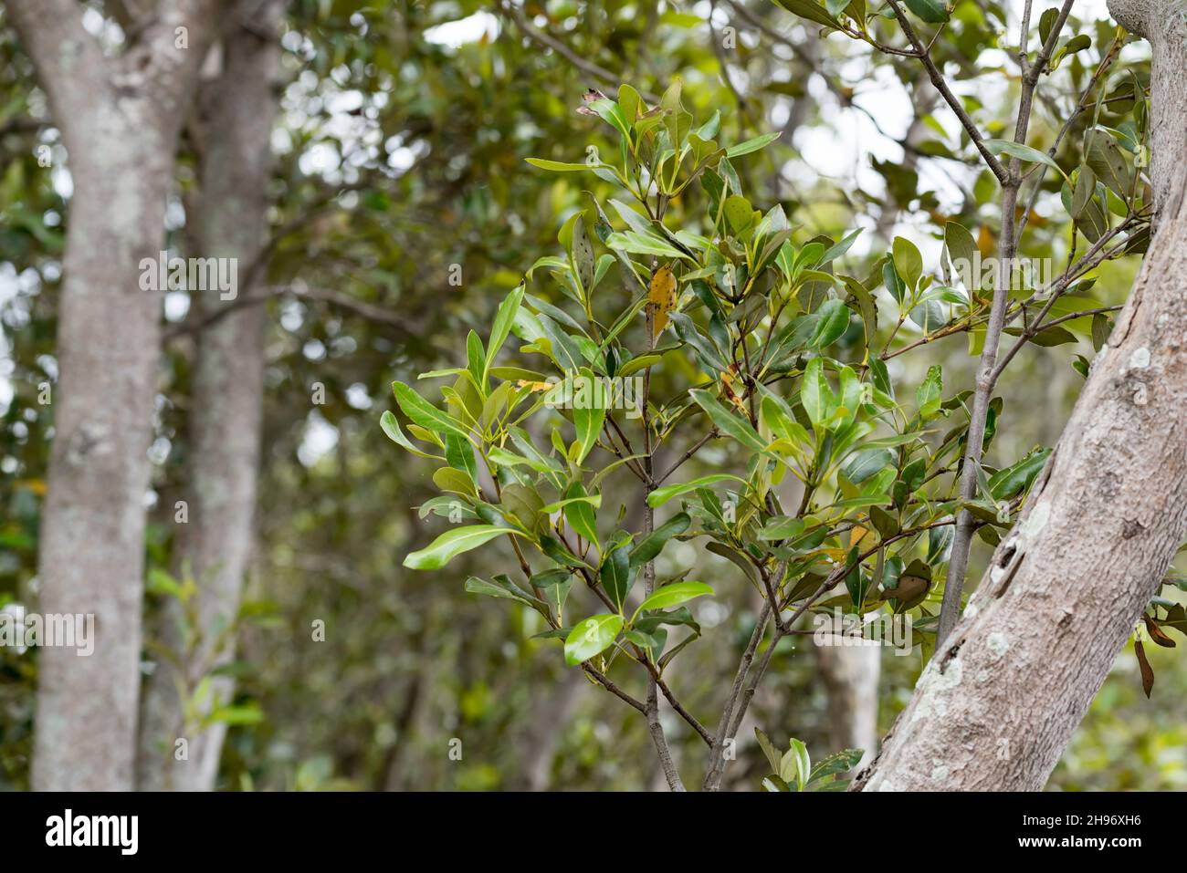 Un primo piano di alberi di mangrovie grigie (Avicennia marina varietà australasica) sul fiume Hunter vicino Hexham, Newcastle, nuovo Galles del Sud, Australia Foto Stock