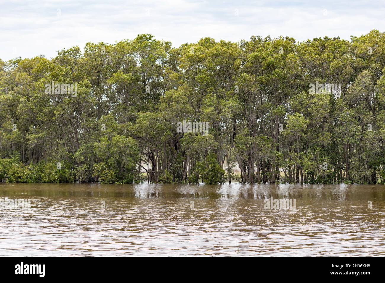 Alberi di mangrovie grigie (Avicennia marina varietà australasica) in alta marea sul fiume Lower Hunter vicino Hexham, Newcastle, nuovo Galles del Sud, Australia Foto Stock