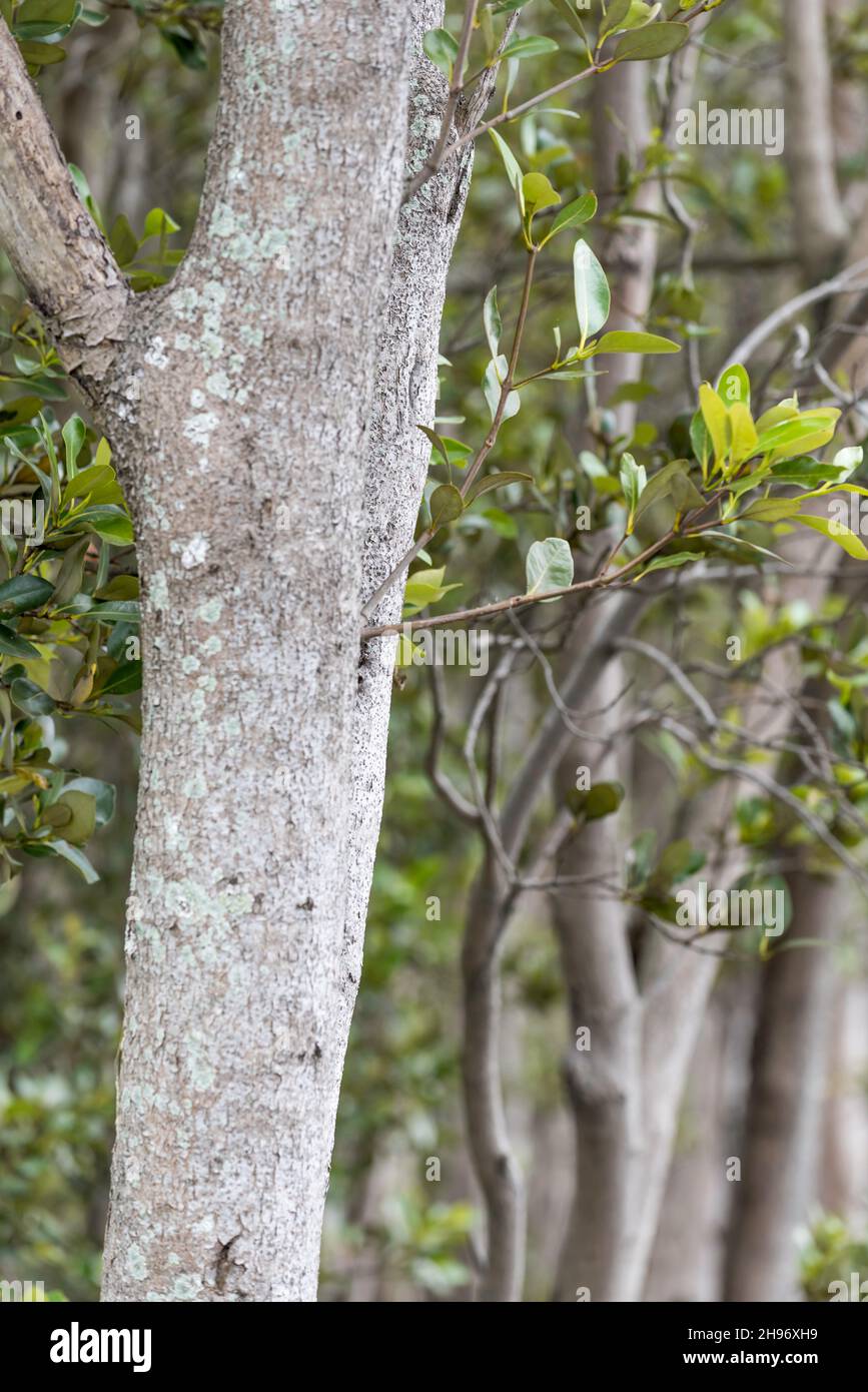 Un primo piano di alberi di mangrovie grigie (Avicennia marina varietà australasica) sul fiume Hunter vicino Hexham, Newcastle, nuovo Galles del Sud, Australia Foto Stock