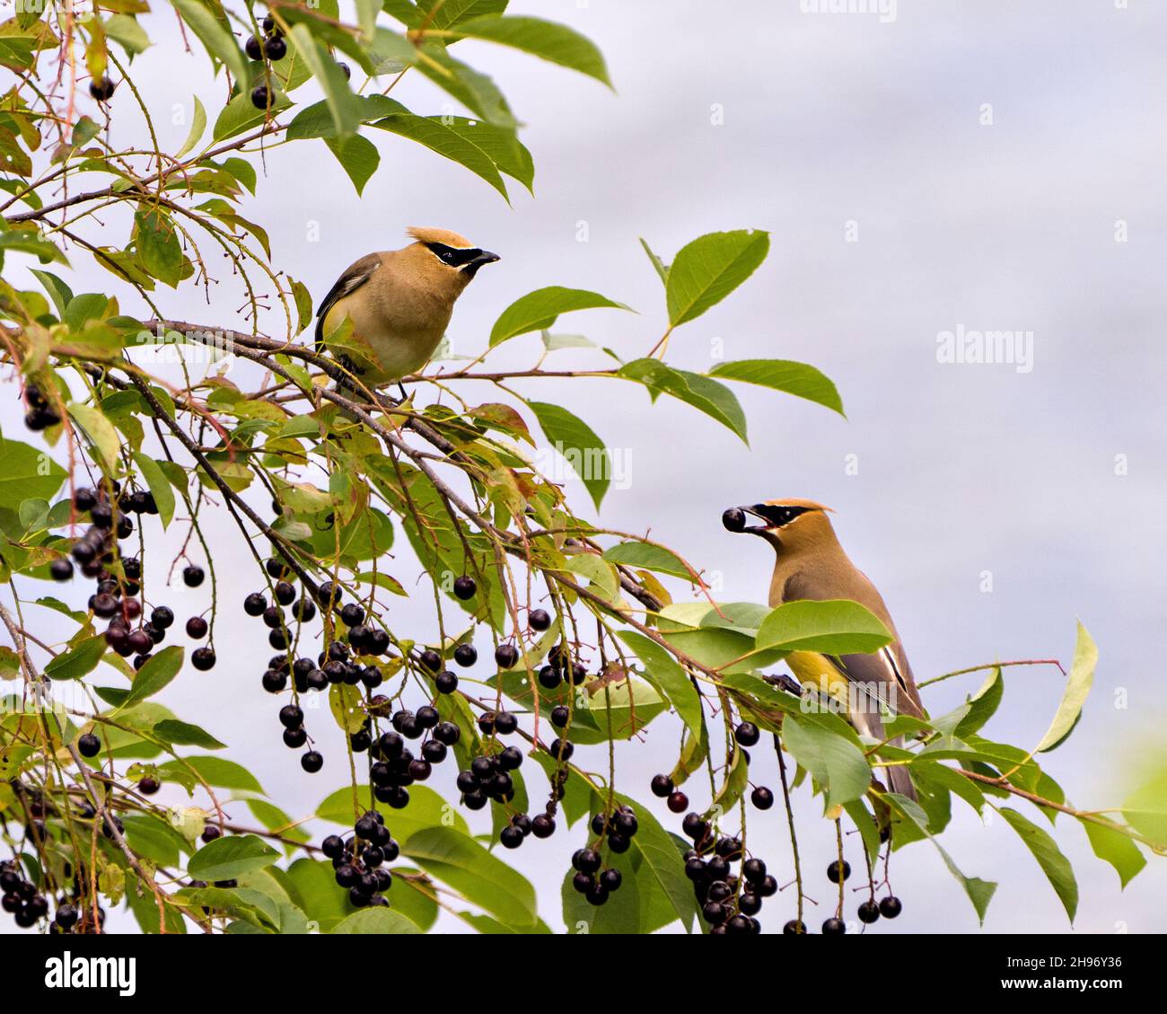 Cedar Waxwing uccelli arroccato mangiare frutti di bosco nel loro ambiente e habitat circostante con un cielo blu sfocato sfondo. Waxwing uccello foto. Foto Stock