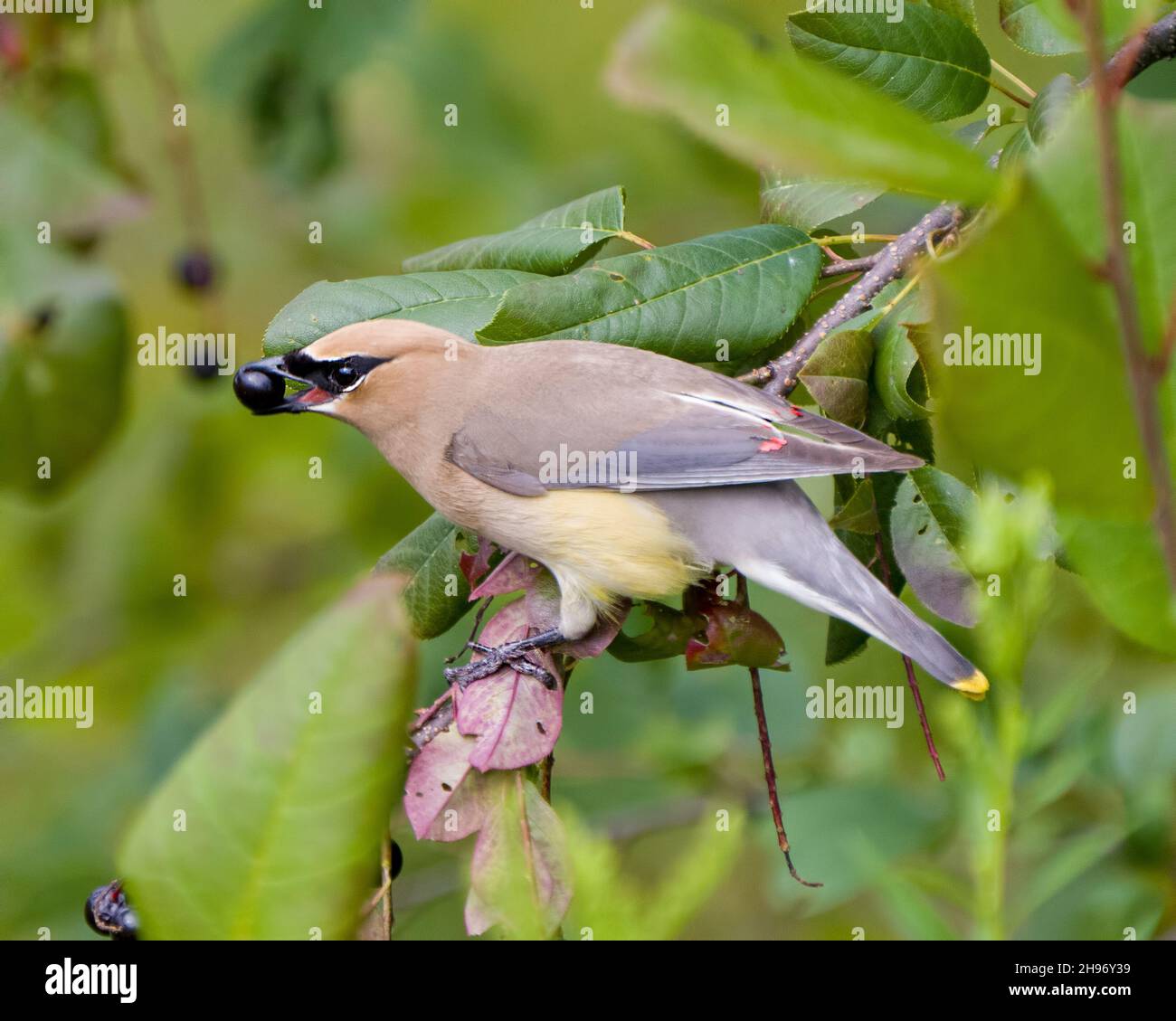 Cedar Waxwing arroccato con becco aperto mangiare frutti di bosco nel suo ambiente e habitat circostante con uno sfondo verde sfocato. Waxwing foto. Foto Stock