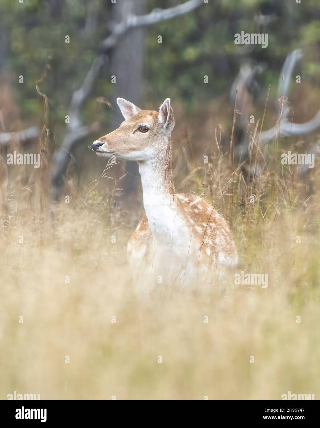 Vista ravvicinata del profilo della testa di Fallow Deer, con un primo piano e uno sfondo sfocati nell'ambiente e nell'habitat circostante. Foto Stock