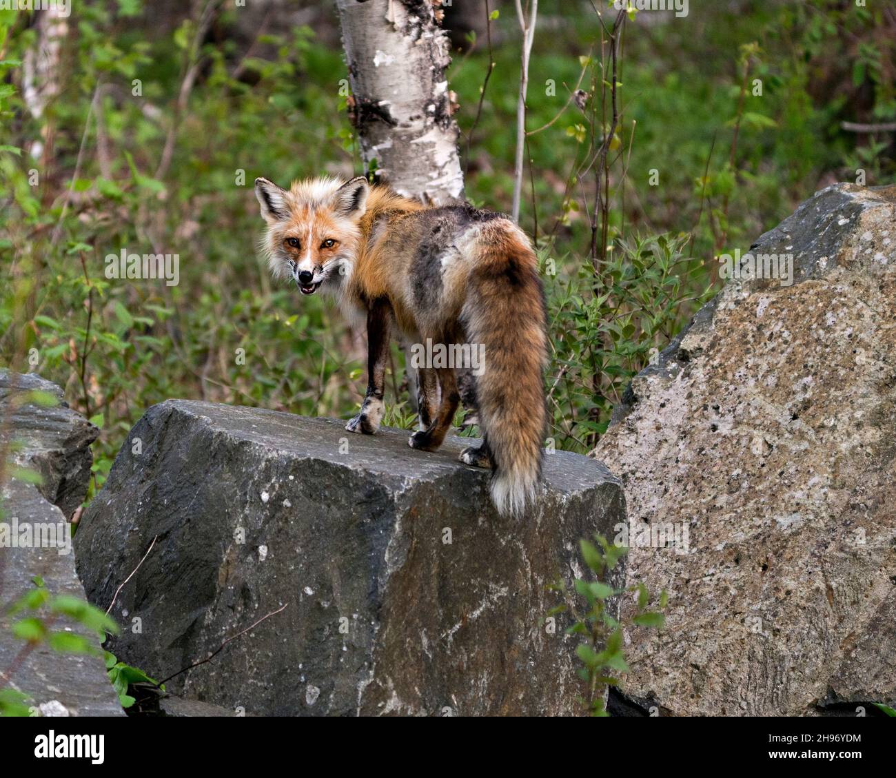 Volpe rossa in primo piano su una grande roccia con sfondo forestale nel suo habitat e ambiente. Immagine. Verticale. Immagine FOX. Foto Stock